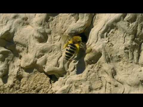 Einblick in die Welt der Wildbienen